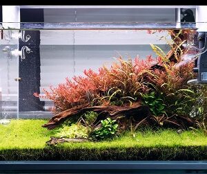 Home Planted Aquarium Setup - SOO-50PRO