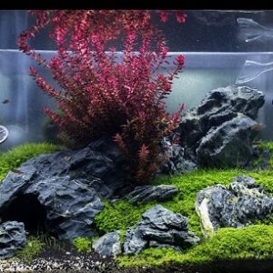Home Planted Aquarium Setup Set - 50AD (Advanced)