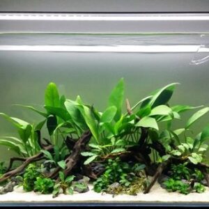 Home Planted Aquarium Setup - SOO-2AD (Advanced)