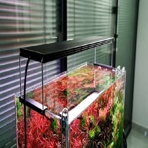 Aquarium LED Lights